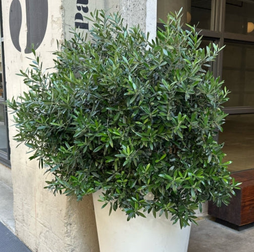 Dwarf Olive | Olea europaea 'Little Ollie' 5g