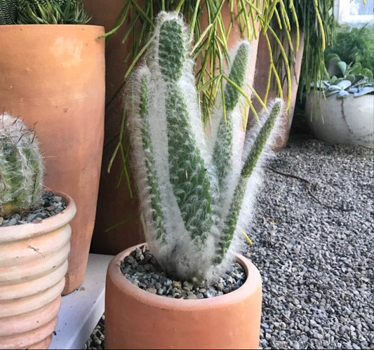 Opuntia erinacea 'Snow Bear' 6in