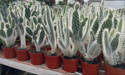 Opuntia erinacea 'Snow Bear' 6in