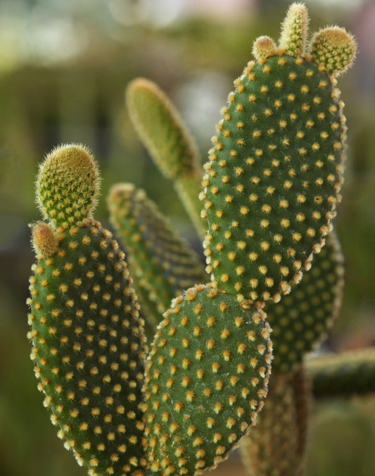 Opuntia microdasys 'Yellow' 4in