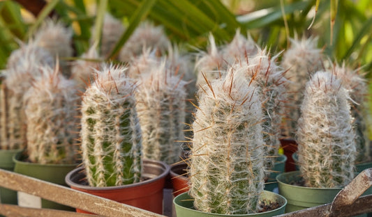 Oreocereus trollii 4in