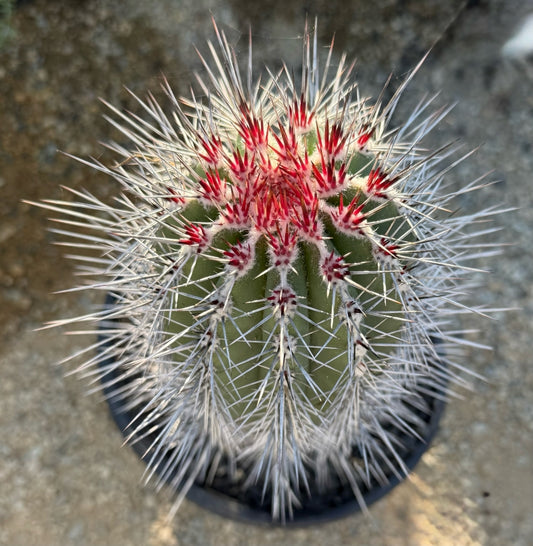 Pachycereus pringlei 3g