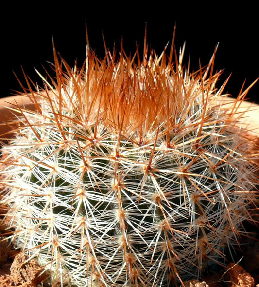 Parodia mueller-melchersii | Parodia rutilans 4in