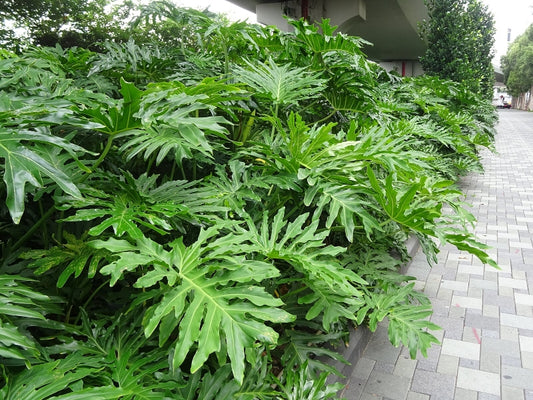 Philodendron selloum 3g