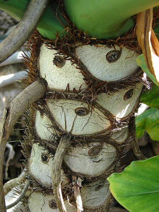 Philodendron selloum 3g
