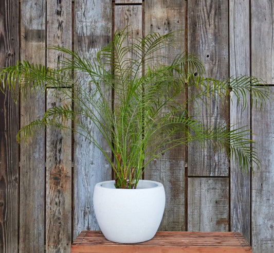 Pygmy Date Palm | Phoenix roebelenii 3g