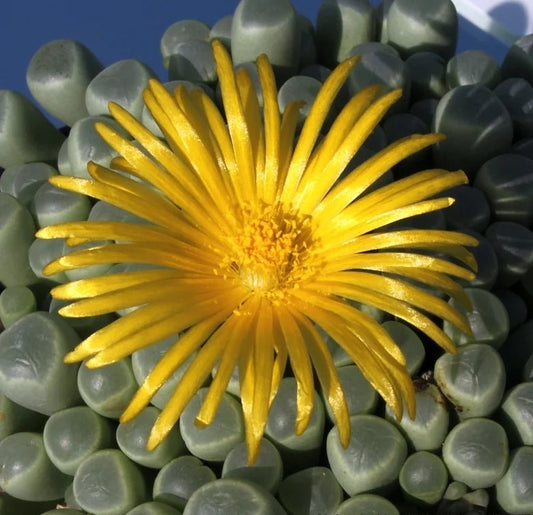 Baby Toes Succulent | Fenestraria rhopalophylla ssp. aurantiaca 4in