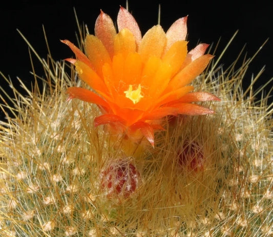 Parodia haselbergii ssp. graessneri 4in