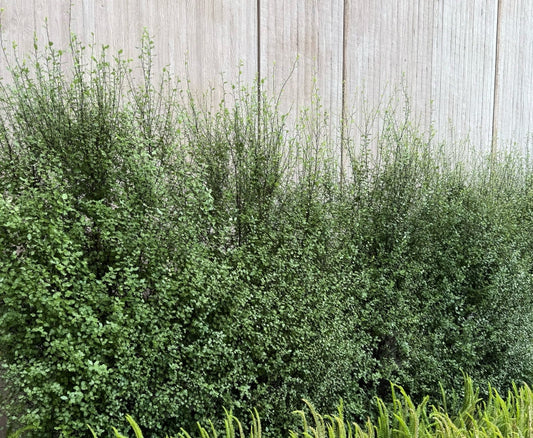Pittosporum tenuifolium 'Silver Sheen' 5g