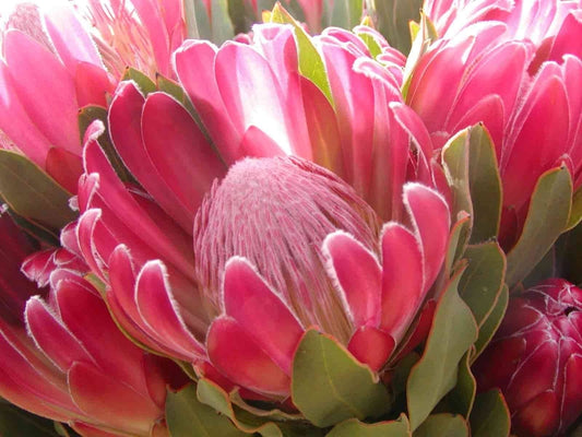 Protea 'Brenda' 5g
