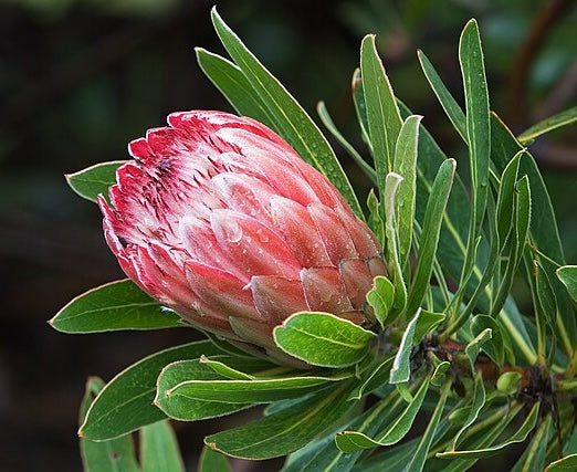 Protea 'Pink Ice' 5g