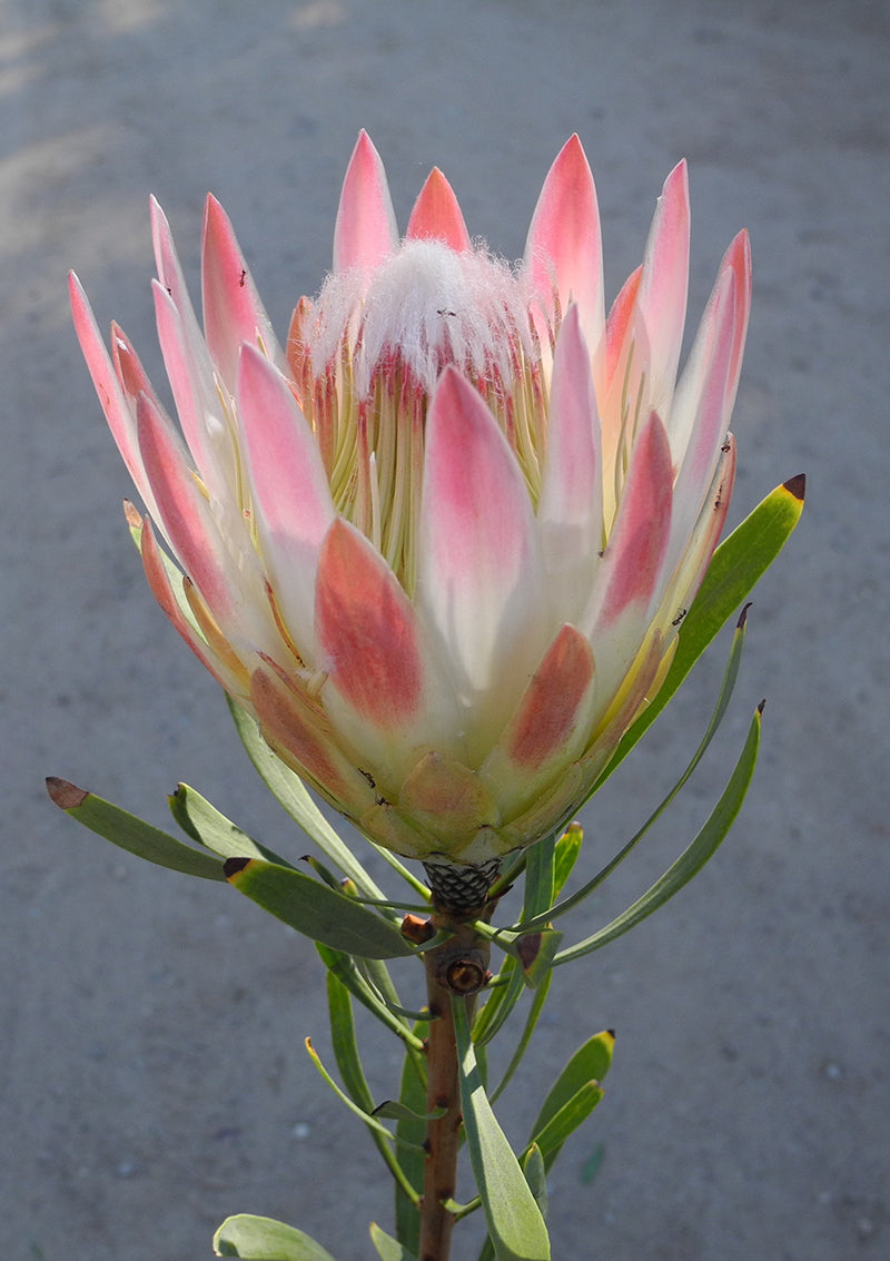 Protea repens 'Pink' 5g