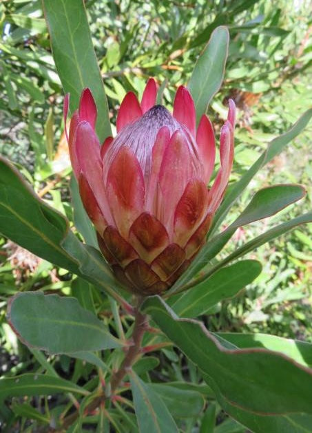 Protea susannae 5g