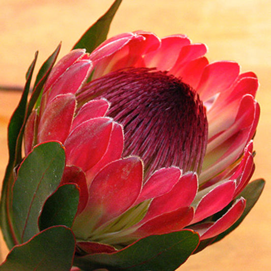 Protea 'Sylvia' 5g