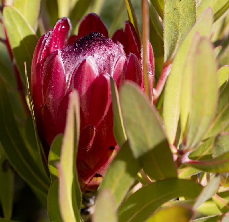 Protea 'Claire' 5g