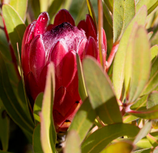 Protea 'Claire' 5g