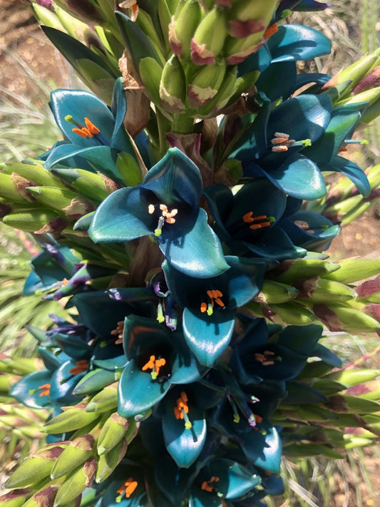 Puya alpestris 3g