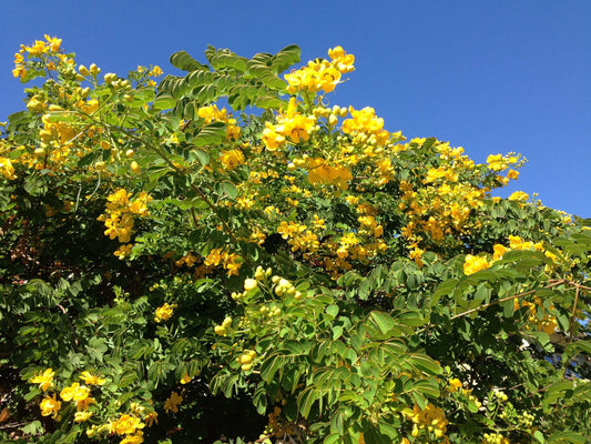 Senna splendida ‘Golden’ 5g