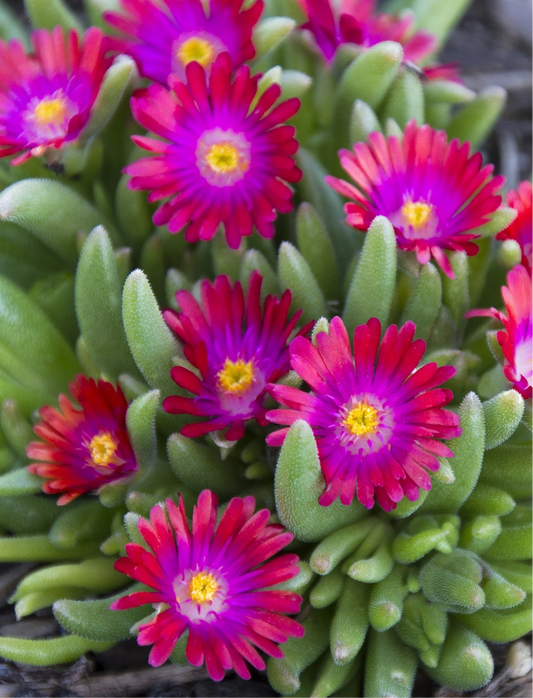 Delosperma 'Jewel of the Desert Garnet' | Ice Plant 1g