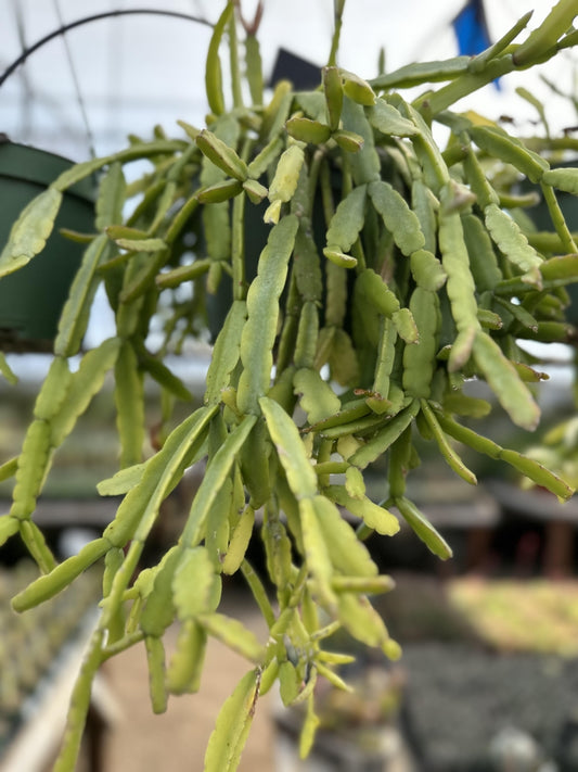 Rhipsalis (Lepismium) monacantha 6in