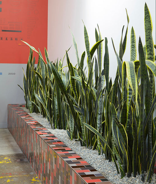 Sansevieria 'Laurentii' | Variegated Snake Plant 3g