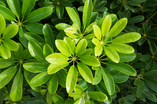 Schefflera arboricola | Dwarf Umbrella Plant 3g