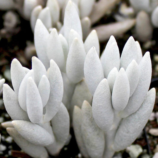 Senecio haworthii 4in