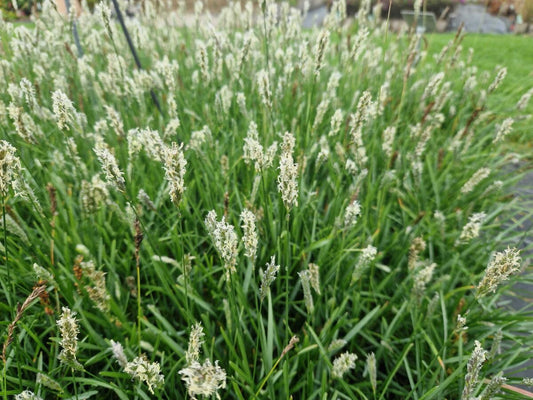 Sesleria 'Greenlee Hybrid' 1g