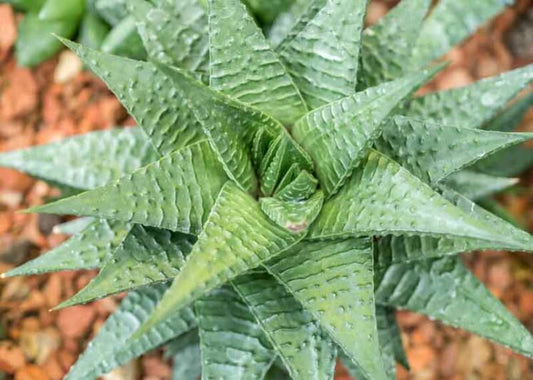 Haworthia limifolia 4in