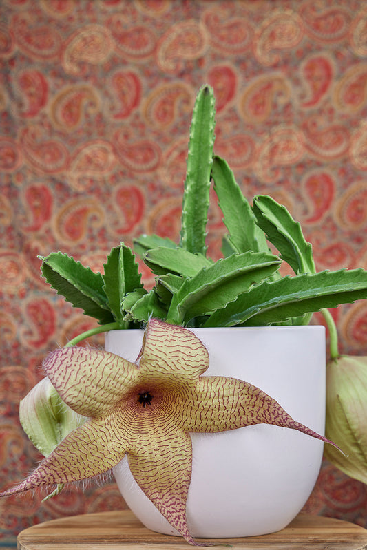 Stapelia gigantea - 'Carrion Flower' 4in