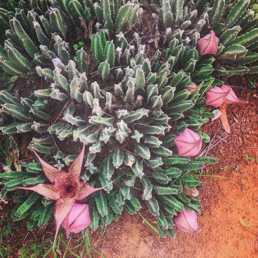 Stapelia gigantea - 'Carrion Flower' 4in