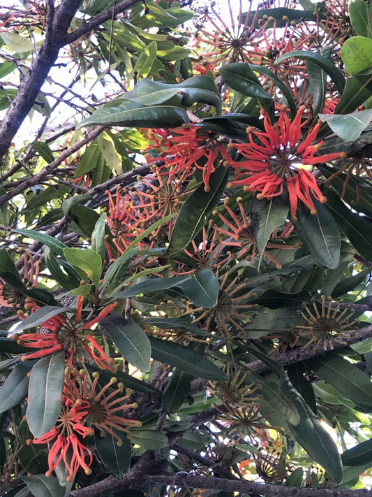 Stenocarpus sinuatus | 'Firewheel Tree' 5g