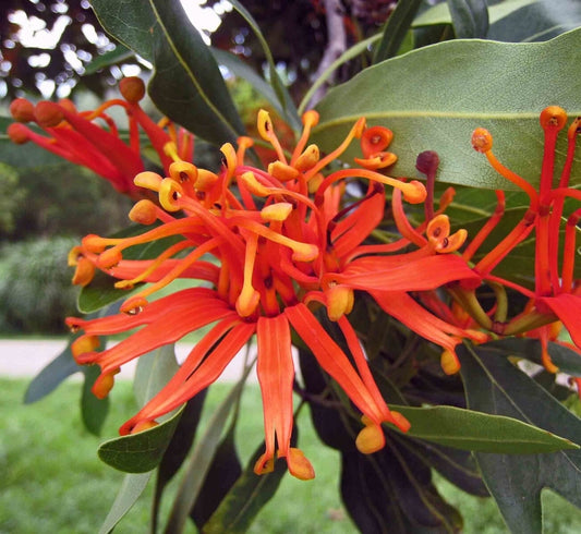 Stenocarpus sinuatus | 'Firewheel Tree' 5g