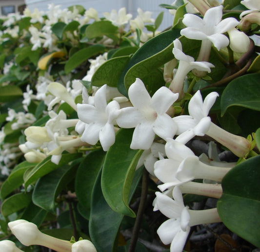 Stephanotis floribunda - 'Madagascar Jasmine' 1g