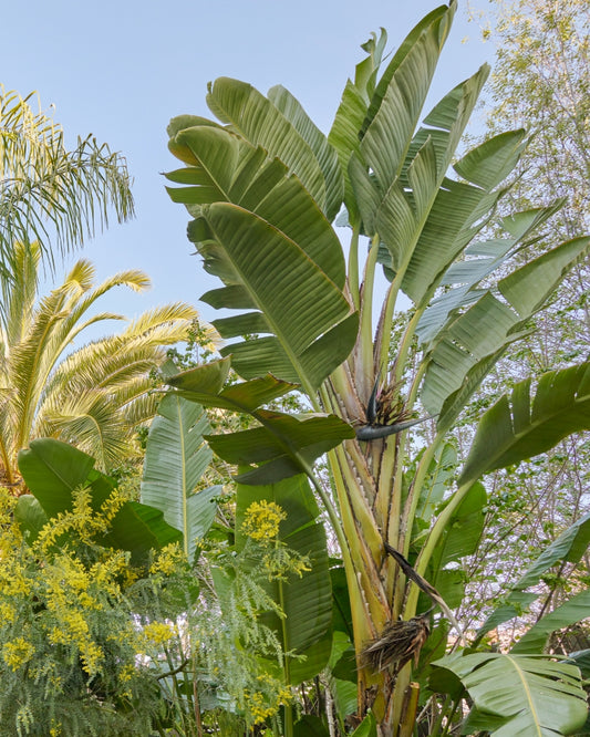 Strelitzia nicolai | 'Giant White Bird of Paradise' 3g