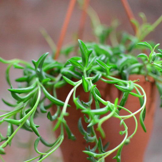 Senecio peregrinus 'String of Dolphins' 4in