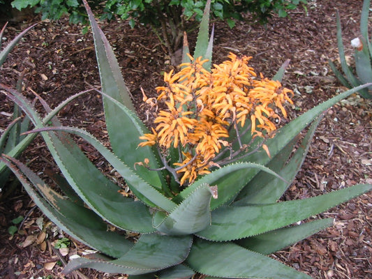 Aloe chabaudii 'Orange Burst' 3g