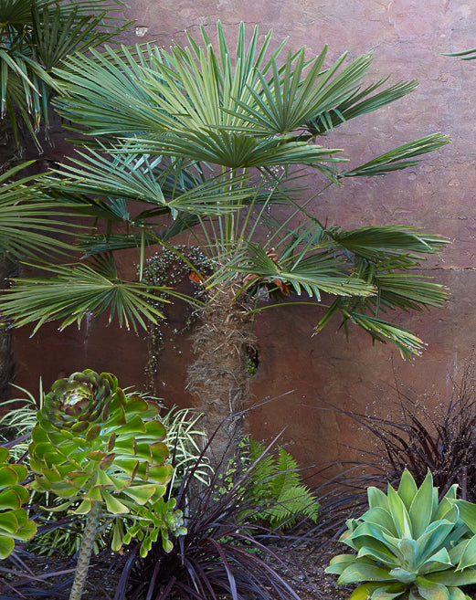 Trachycarpus fortunei 1g