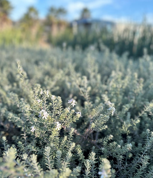 Westringia fruticosa 'Smokey' 1g