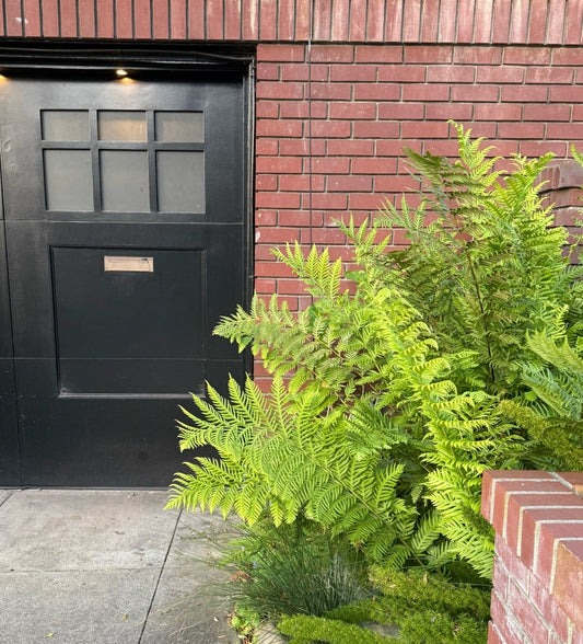 Woodwardia fimbriata 3g - Giant Chain Fern